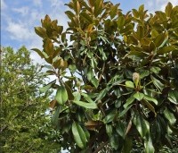 Magnolia grandiflora 'Goliath' - Magnolia grandiflora 'Goliath' - 3