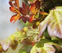 Acer campestre Red Shine boom met bloei