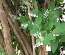 Bruidsbloem gracilis bloeiende heester