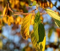 Halesia Carolina bladkleuren