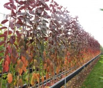 Prunus padus Colorata