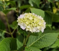 Hydrangea macrophylla Endless Summer Roze - Bolhortensia - 1