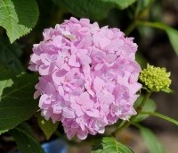 Hydrangea macrophylla Endless Summer Roze - Bolhortensia - 2
