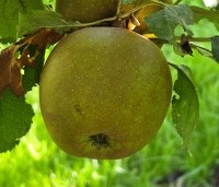 Malus dom. 'Schone van Boskoop' - Malus dom. 'Schone van Boskoop' - 1