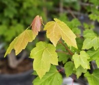 Acer rubrum 'October Glory' - Amerikaanse esdoorn - 1