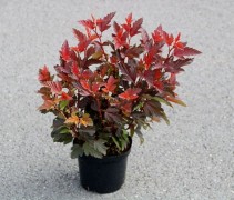 Blaasspiraea 'Little Angel' - vakbeplanting - in pot