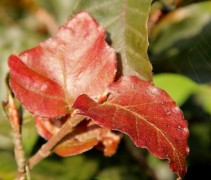 Detail blad Rode Beuk, tuinbonsai