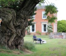 Robinia pseudoacacia 