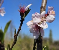 Prunus dulcis - Amandel - vroege bloei