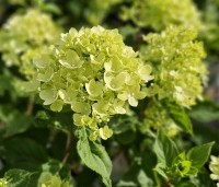 Hydrangea paniculata 'Little Lime' - Pluimhortensia 'Little Lime' - 4