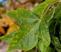 Acer negundo - Vederesdoorn - 1