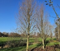 Carpinus betulus 'Frans Fontaine' - Haagbeuk 'Frans Fontaine' - 3