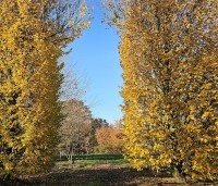 Carpinus betulus 'Frans Fontaine' - Haagbeuk 'Frans Fontaine' - 2