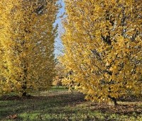 Carpinus betulus 'Frans Fontaine' - Haagbeuk 'Frans Fontaine' - 1