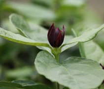 bloem Calycanthus floridus
