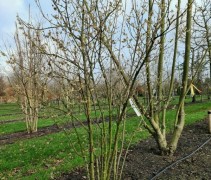 Chimonanthus Praecox,  Meloenenboompje of Bitterzoetstruik