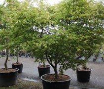 De Japanse Esdoorn in container is het gehele jaar leverbaar! 
(Nooit aanplanten bij vorst.)