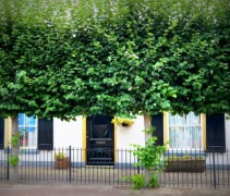 Tilia