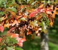 Quercus palustris - Moeraseik - herfst 2024