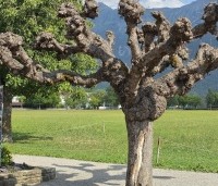 Aesculus hippocastanum - Witte paardenkastanje -  dode dakvorm