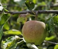 Malus dom. 'Jonagold' - Malus dom. 'Jonagold' - 1