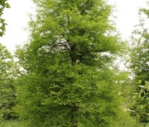 Taxodium distichum