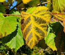 Tilia americana 'Nova' herfstblad