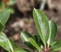 Aronia prunifolia 'Viking' - Appelbes 'Viking' - 3