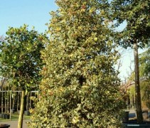 Ilex aquifolium 'Argentea marginata'