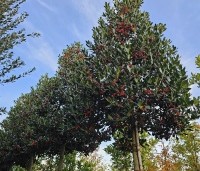 Ilex 'Nellie R. Stevens' - Amerikaanse hulst - 1