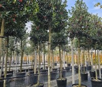 Ilex 'Nellie R. Stevens' - Amerikaanse hulst - 3
