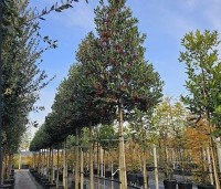 Ilex 'Nellie R. Stevens' - Amerikaanse hulst - 2