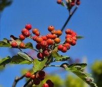 Sorbus intermedia - Lijsterbes - 2