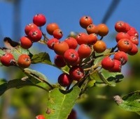 Sorbus intermedia - Lijsterbes - augustus 2026