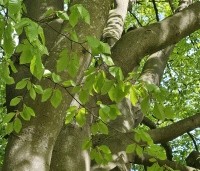 Fagus sylvatica - Groene beuk - 2