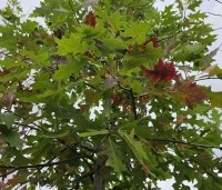 Quercus palustris - Moeraseik - 2