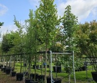 Tilia x europaea 'Pallida' - Koningslinde - 2