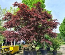 Acer palmatum trompenburg 