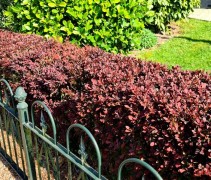 Berberis thunbergii 'Atropurpurea'