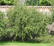 Malus domestica