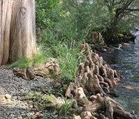 Taxodium distichum - Moerascypres - 6