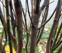 Amelanchier Obelisk
