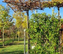 Carpinus betulus dakvorm, het begin