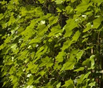 Hedera hibernica toepassing