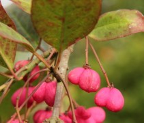 Euonymus europaeus 'Red Cascade'