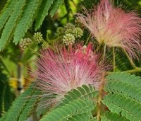Albizia julibrissin 'Ombrella' - Perzische slaapboom 'Ombrella' - 2