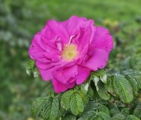 Rosa rugosa - Japanse Bottelroos - 2