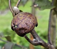 Juglans regia 'Purpurea' - Walnoot, roodbladig - 1