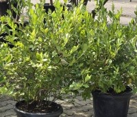 Vaccinium corymbosum 'Goldtraube 23' - Blauwe bes Goldtraube 23 - 1