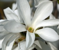 Magnolia 'Wada's Memory' - Magnolia 'Wada's Memory' - 1